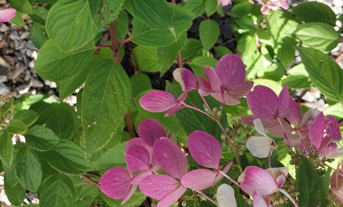 Hydrangea paniculata Diamond Rouge b