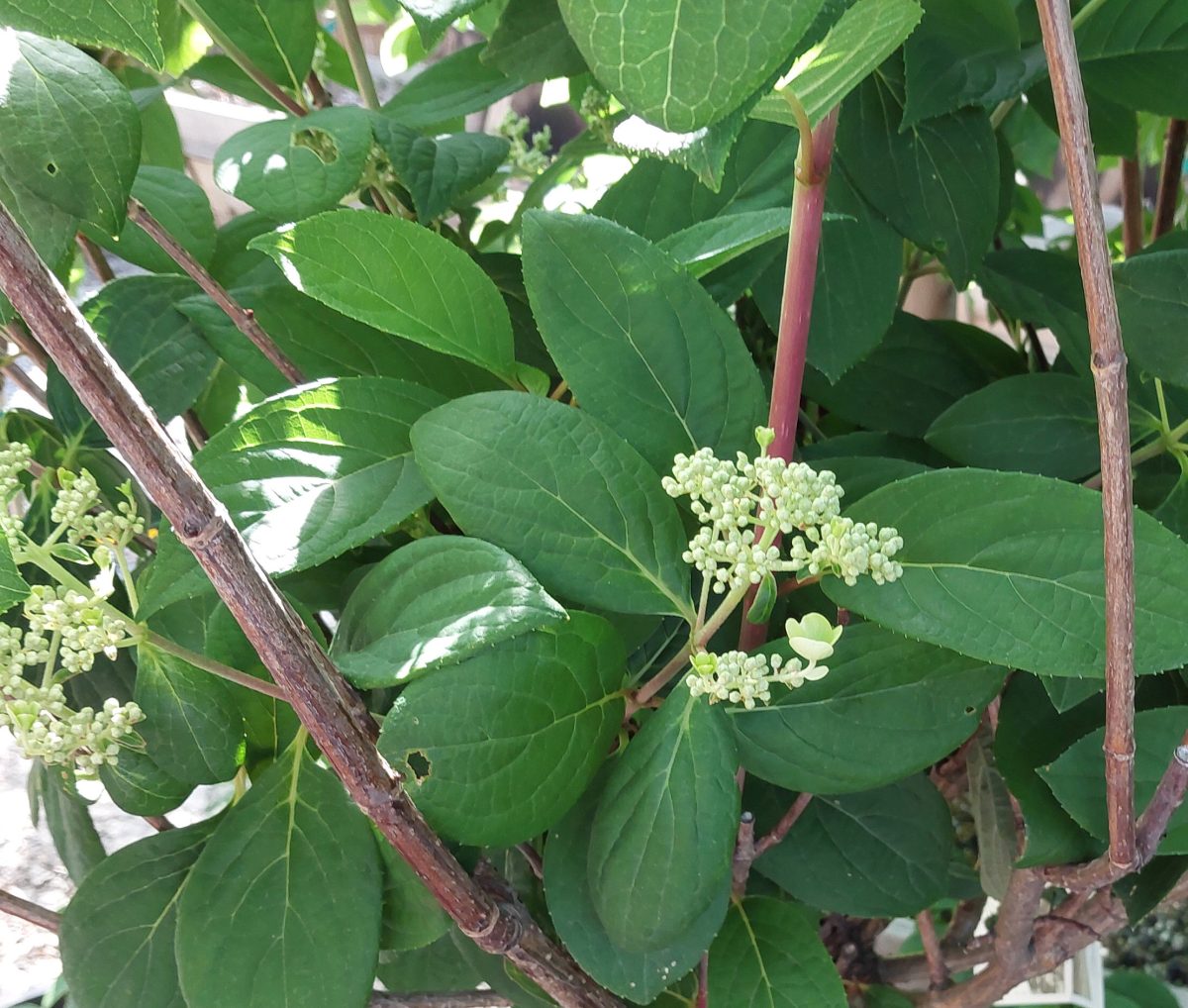 Hydrangea paniculata Quick Fire STD b