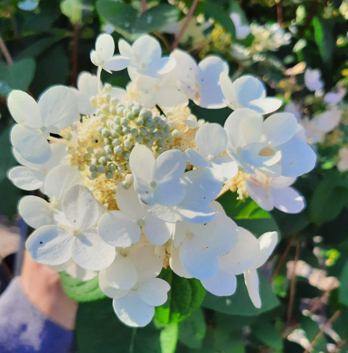 Hydrangea paniculata Quick Fire STD c