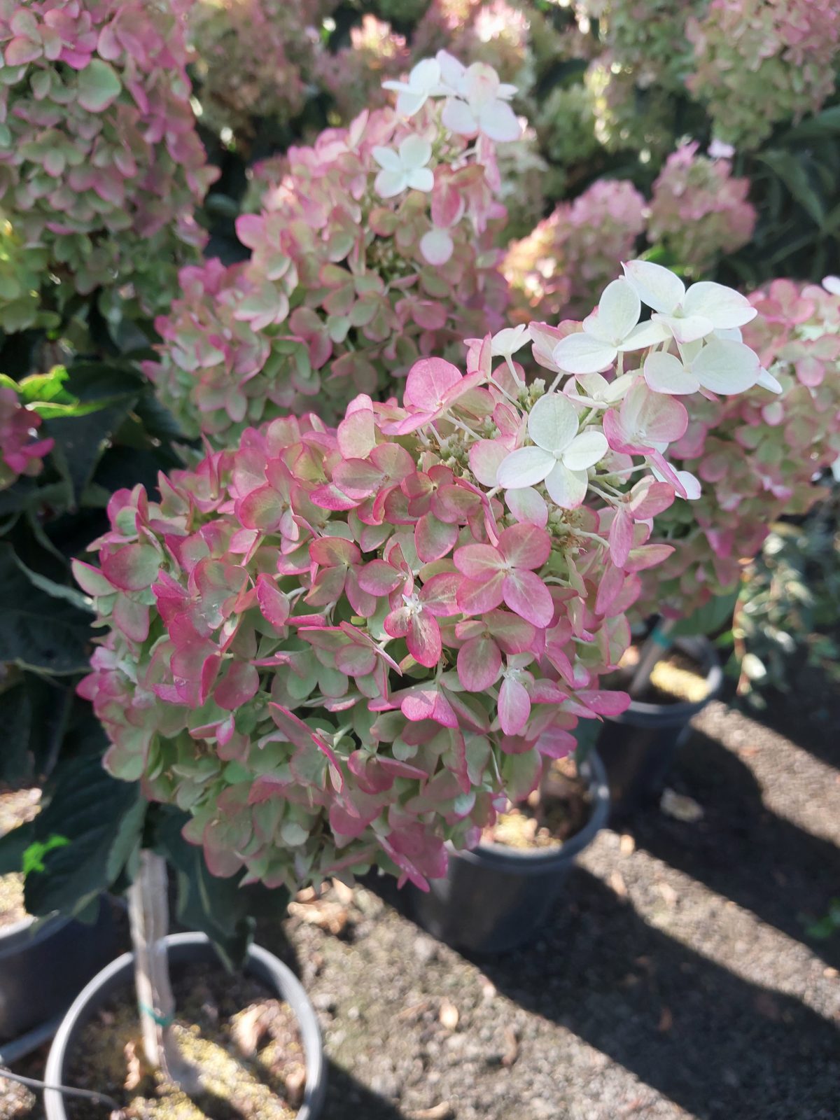 Hydrangea paniculata Vanilla Strawberry a scaled