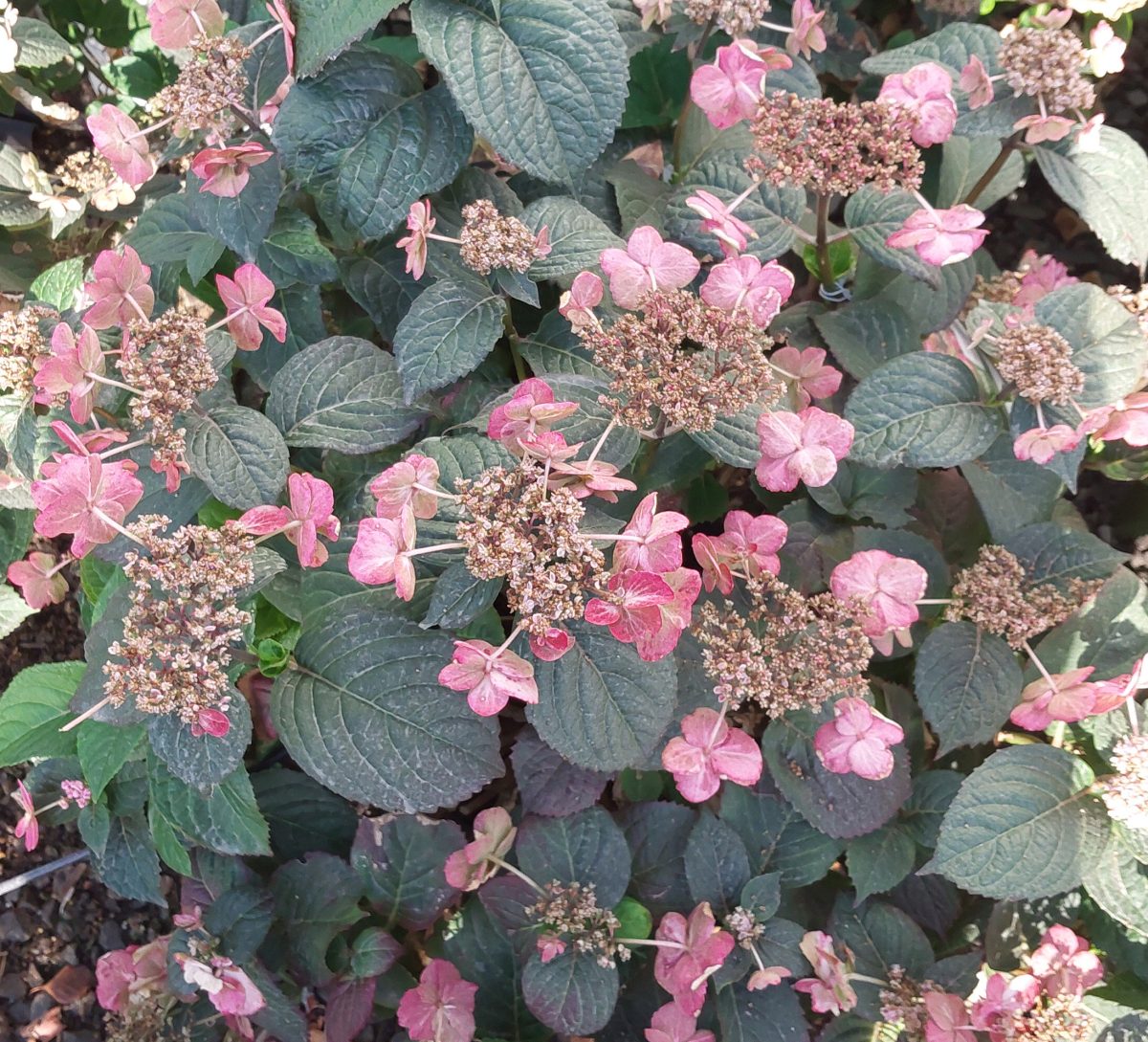 Hydrangea serrata Tuff Stuff Red a