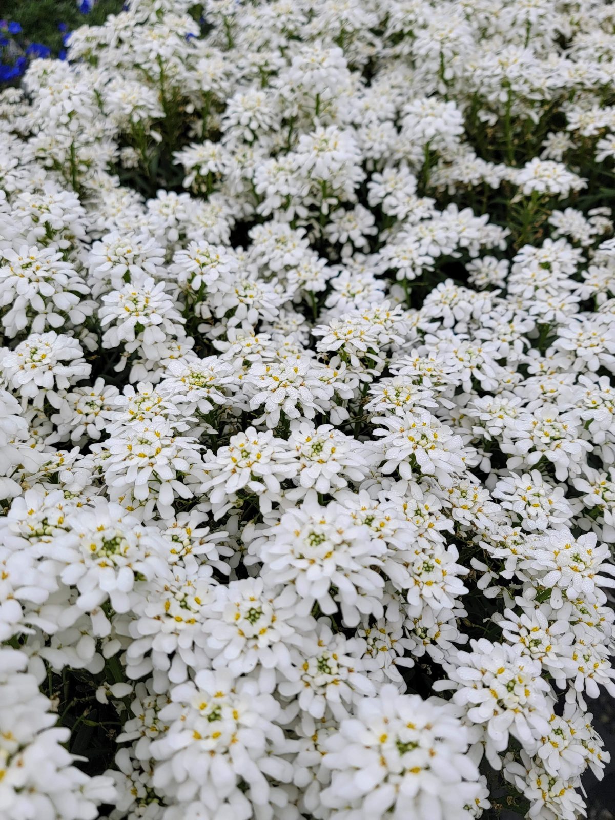 Iberis sempervirens Snowsation a scaled