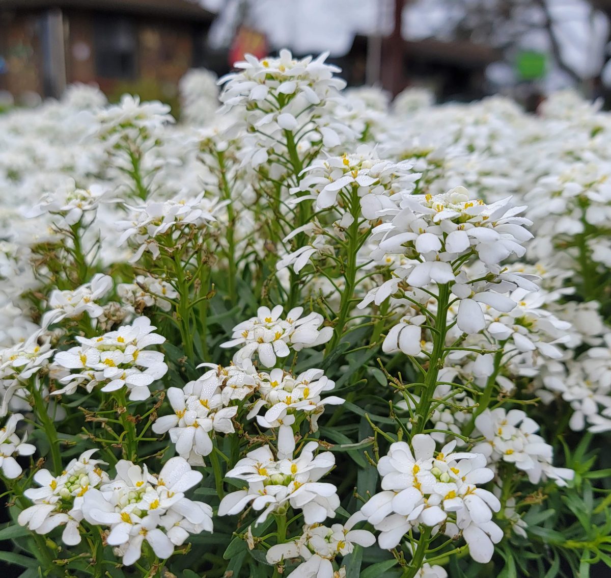 Iberis sempervirens Snowsation b scaled