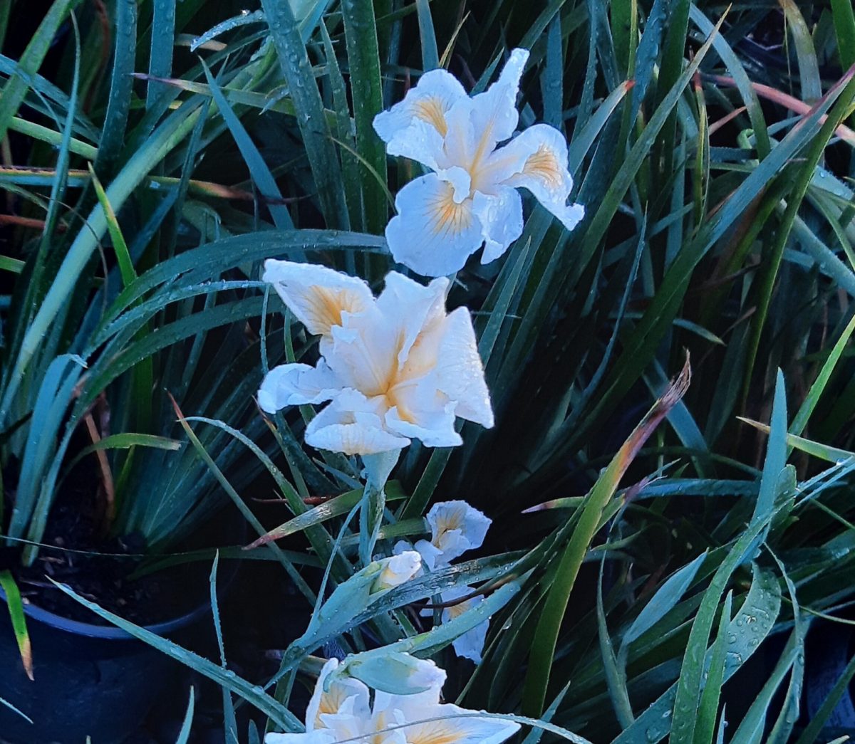 Iris douglasiana Canyon Snow a