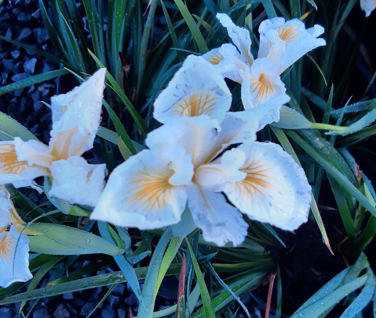 Iris douglasiana Canyon Snow b