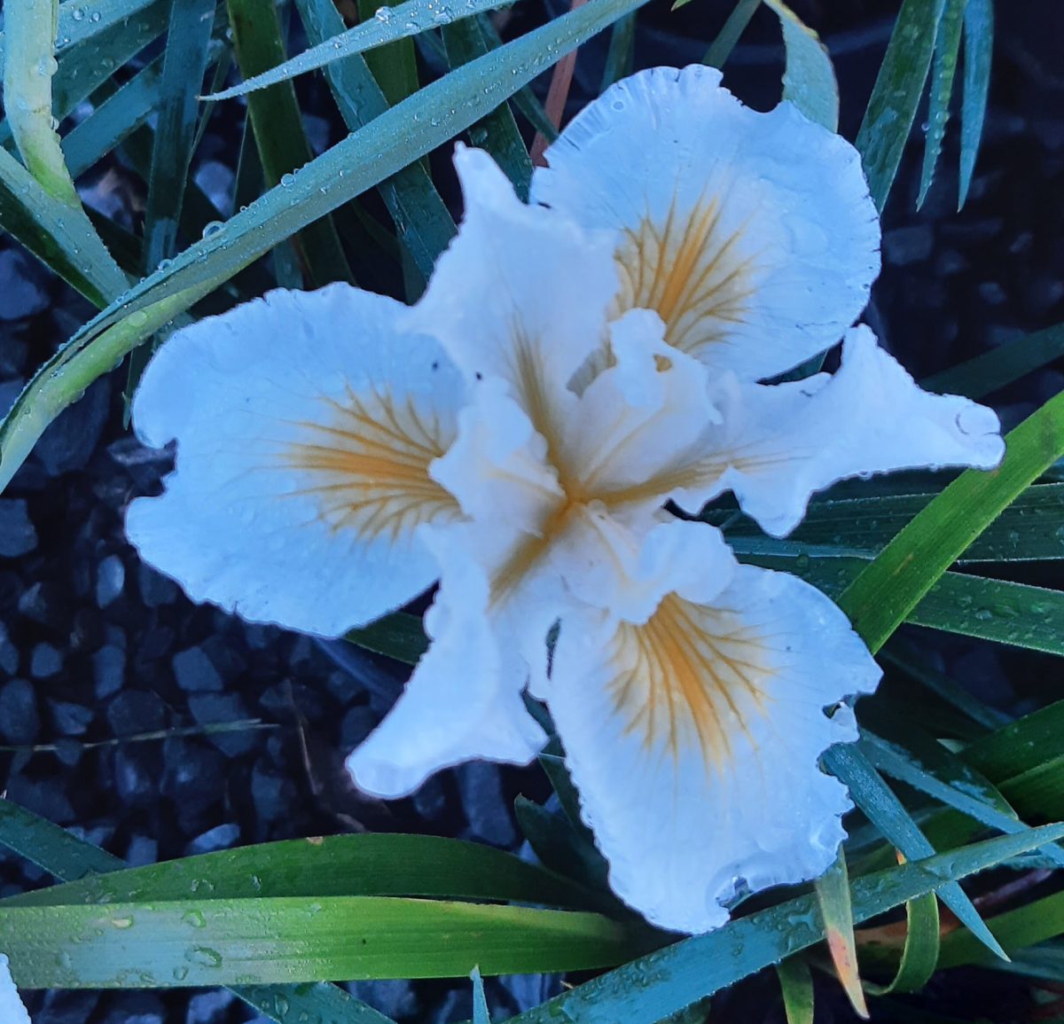 Iris douglasiana Canyon Snow c