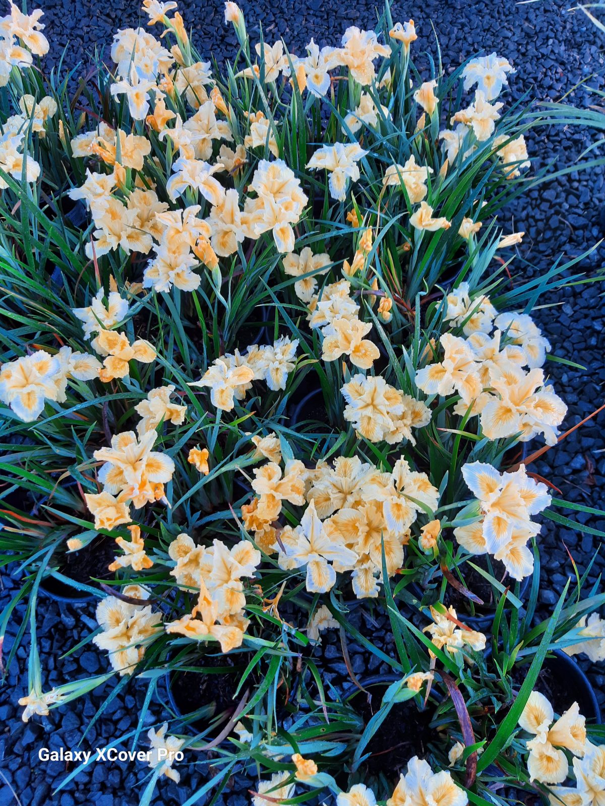 Iris douglasiana Yellow a scaled