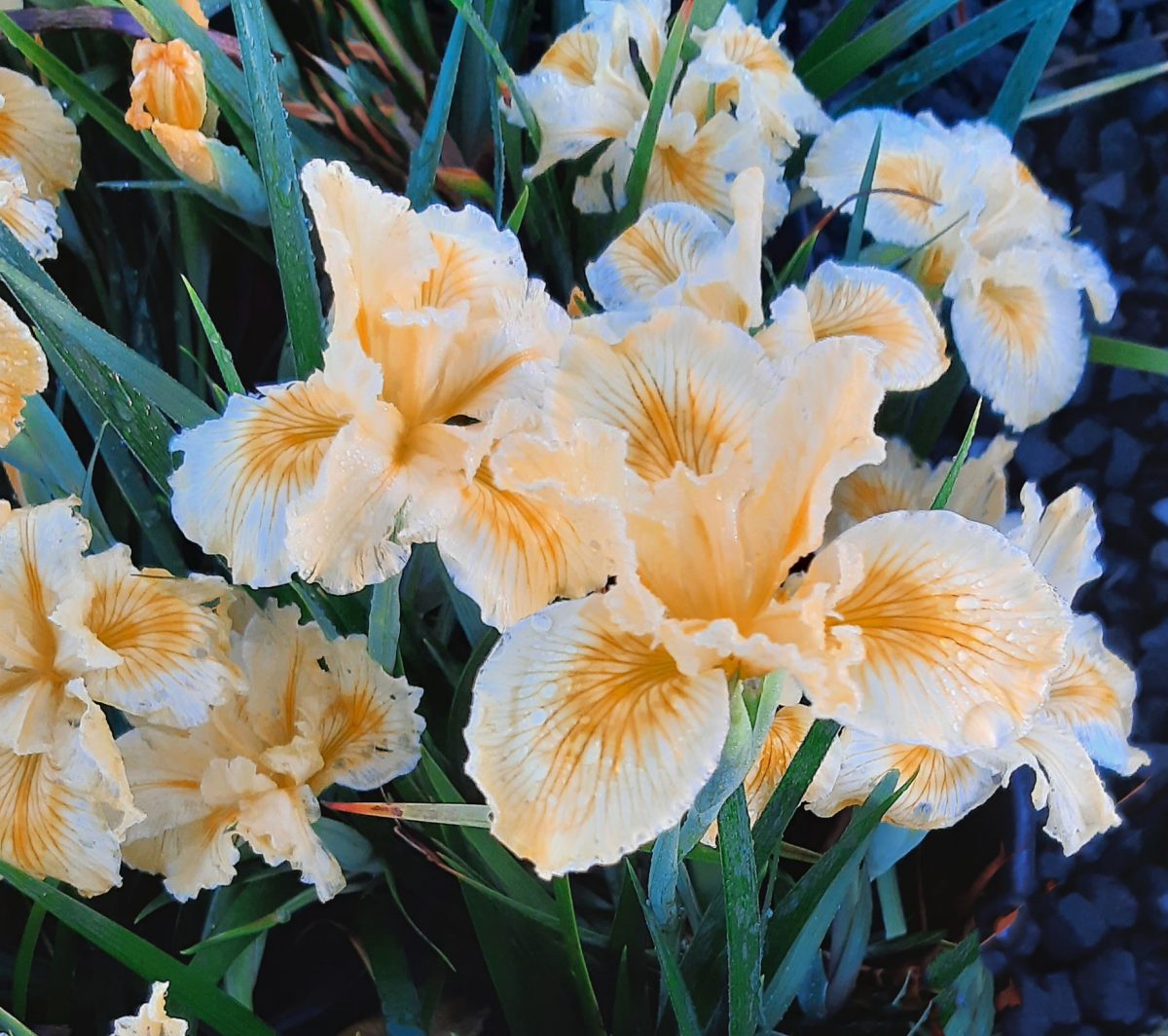 Iris douglasiana Yellow b