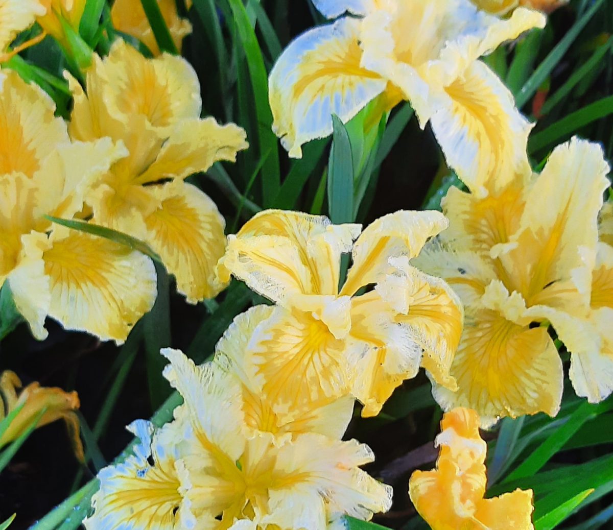 Iris douglasiana Yellow c