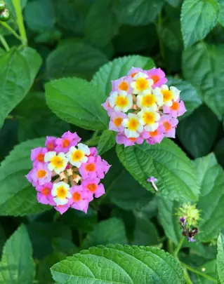 Lantana camara Ham and Eggs a