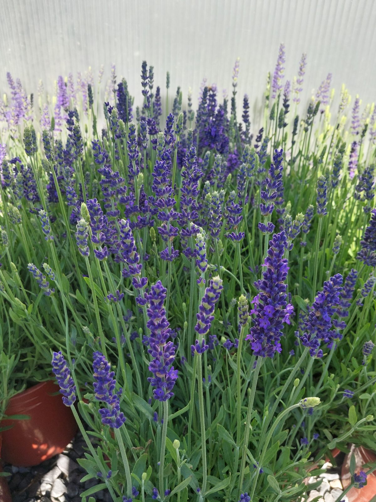 Lavandula angustifolia Blue Spear a scaled