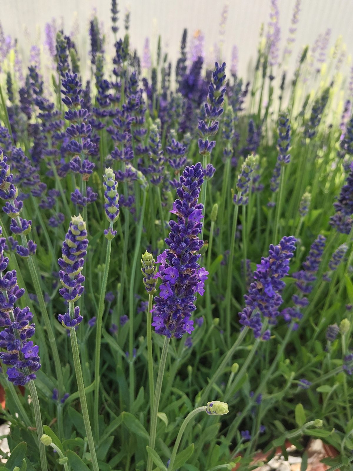 Lavandula angustifolia Blue Spear b scaled