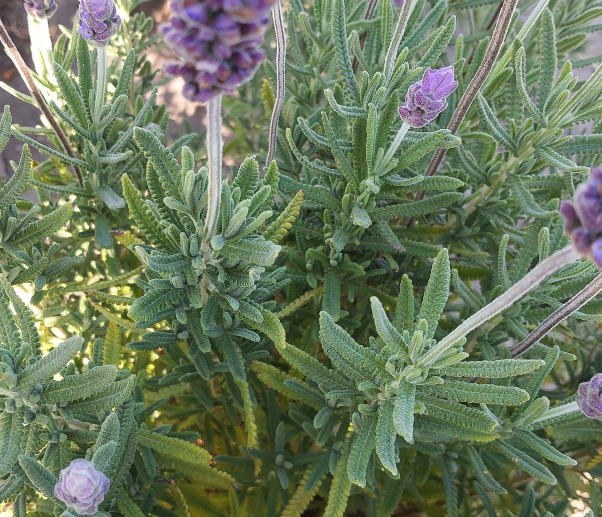 Lavandula dentata GREEN a