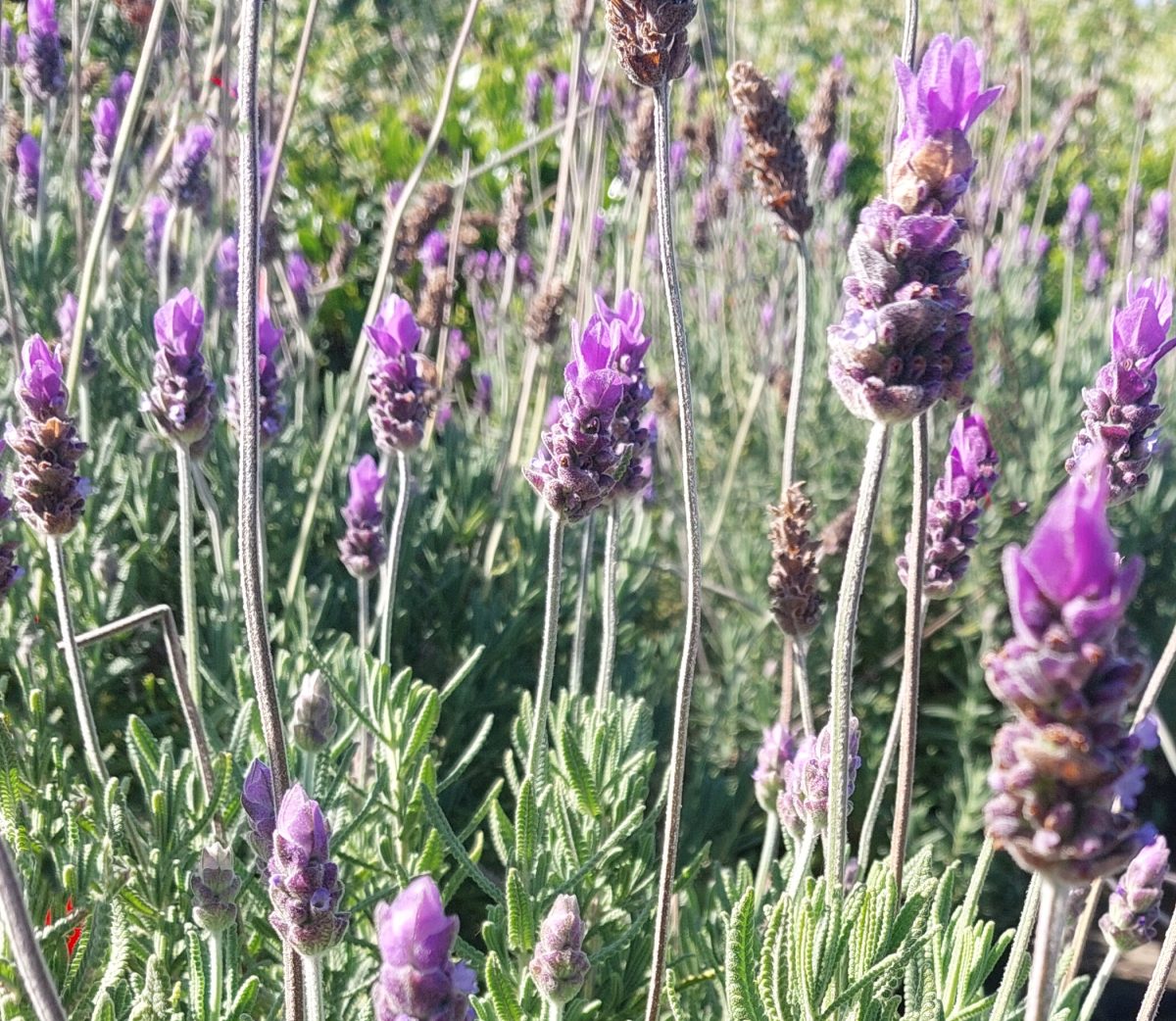 Lavandula dentata GREEN b