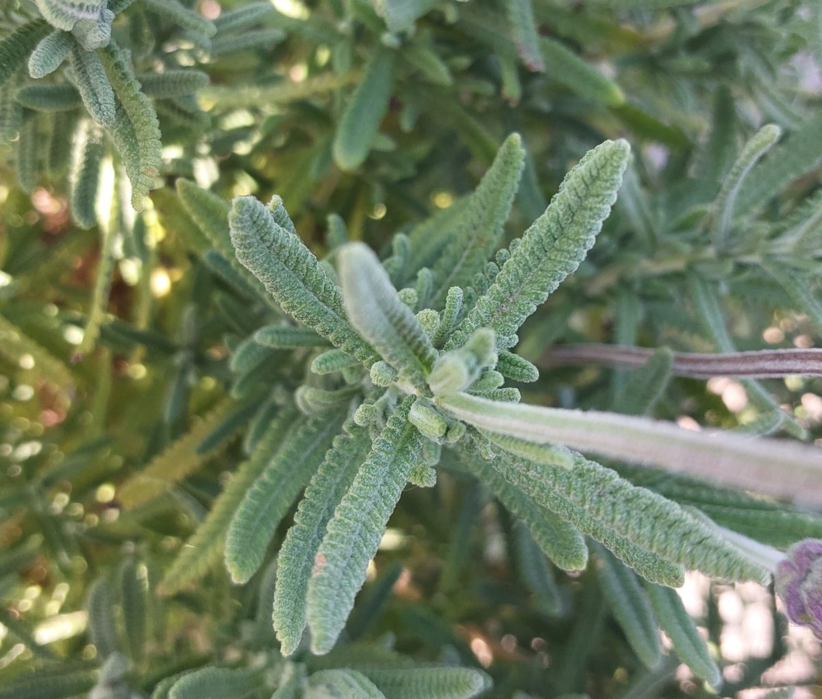 Lavandula dentata GREEN c