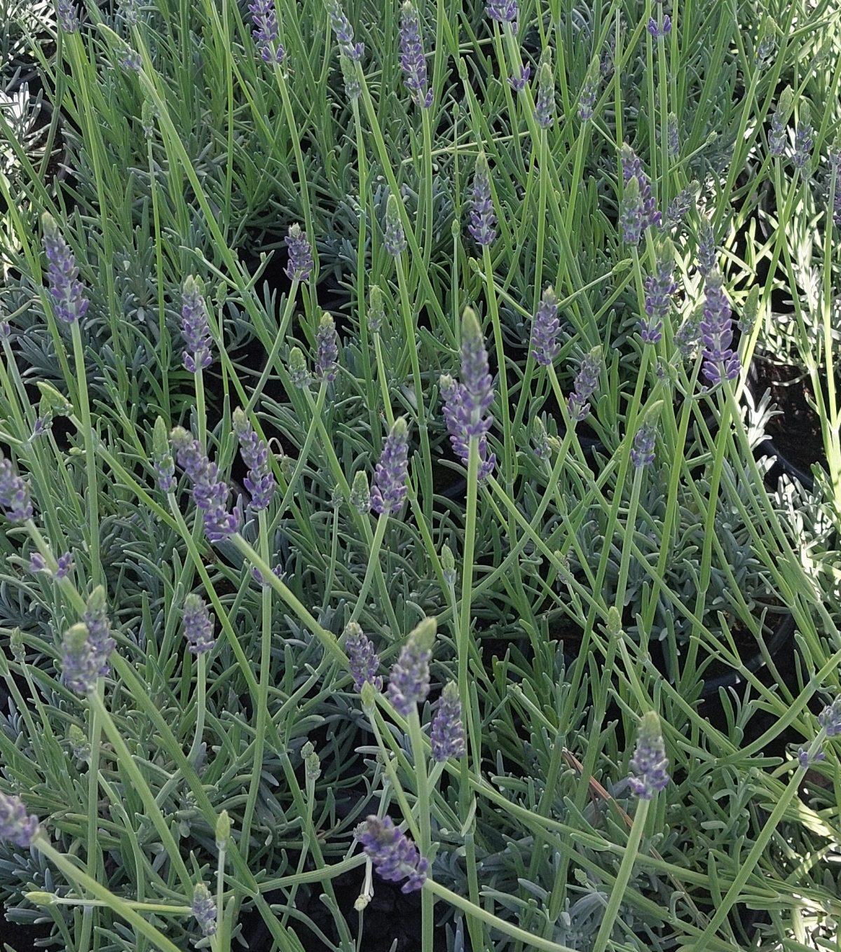 Lavandula intermedia Sensational a