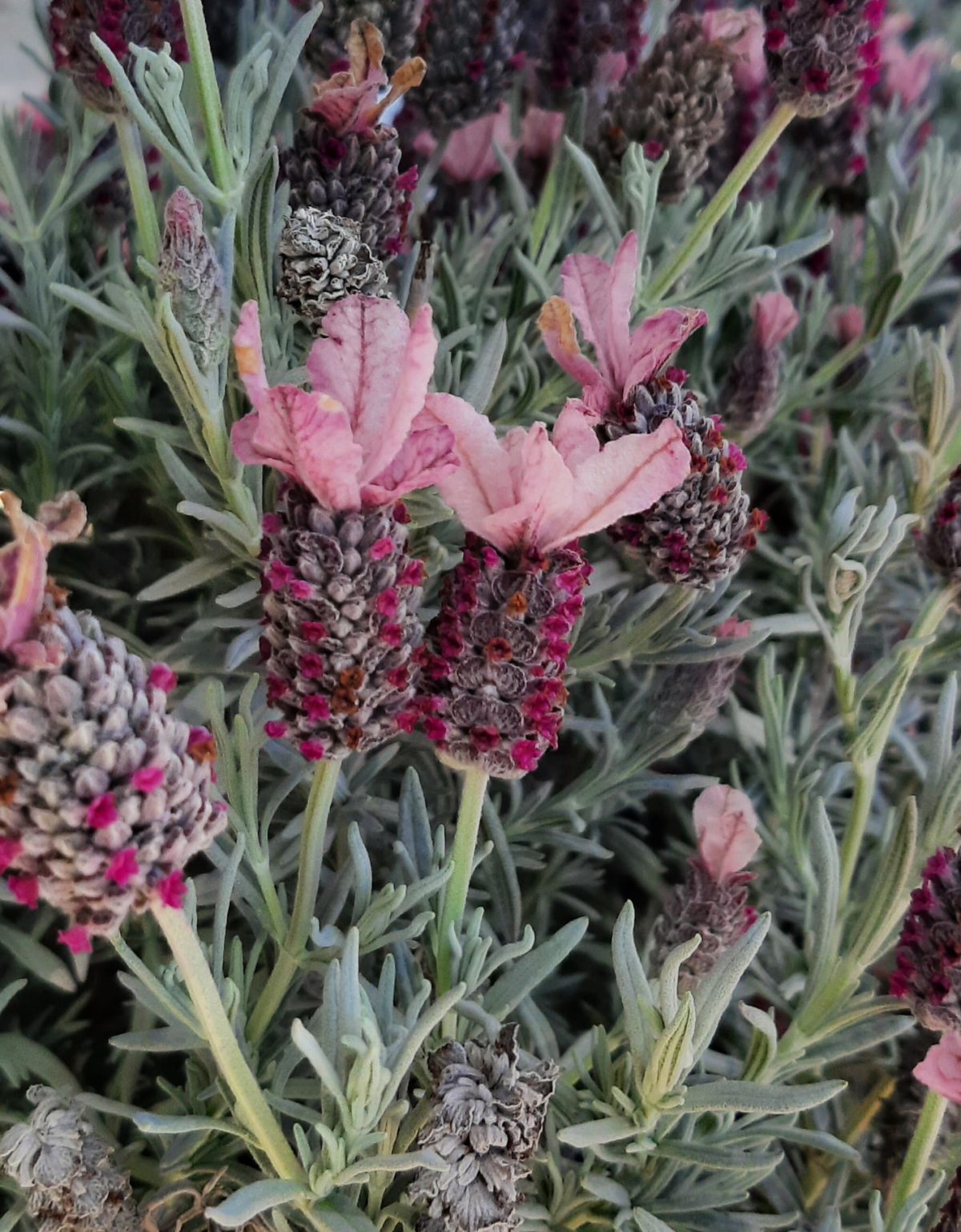 Lavandula stoechas Ghostly Princess a