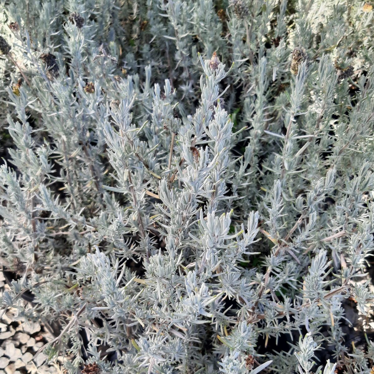 Lavandula stoechas Ghostly Princess b