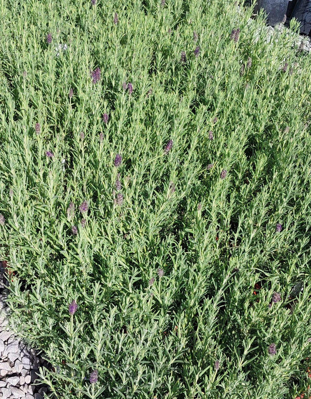 Lavandula stoechas x viridis Regal Splendour a