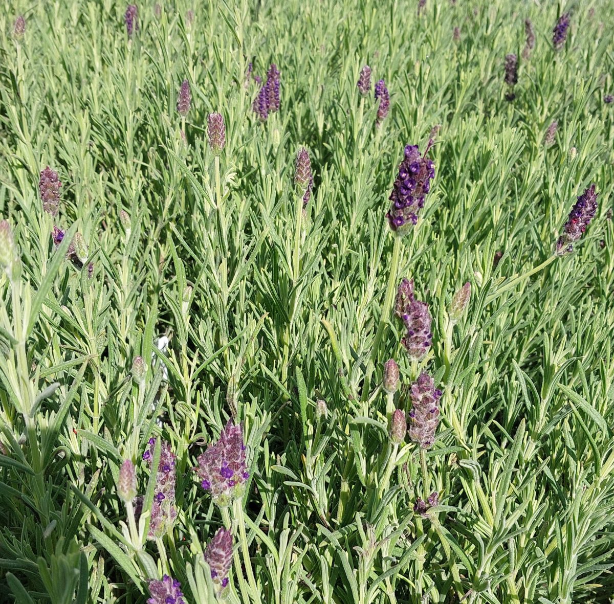 Lavandula stoechas x viridis Regal Splendour b