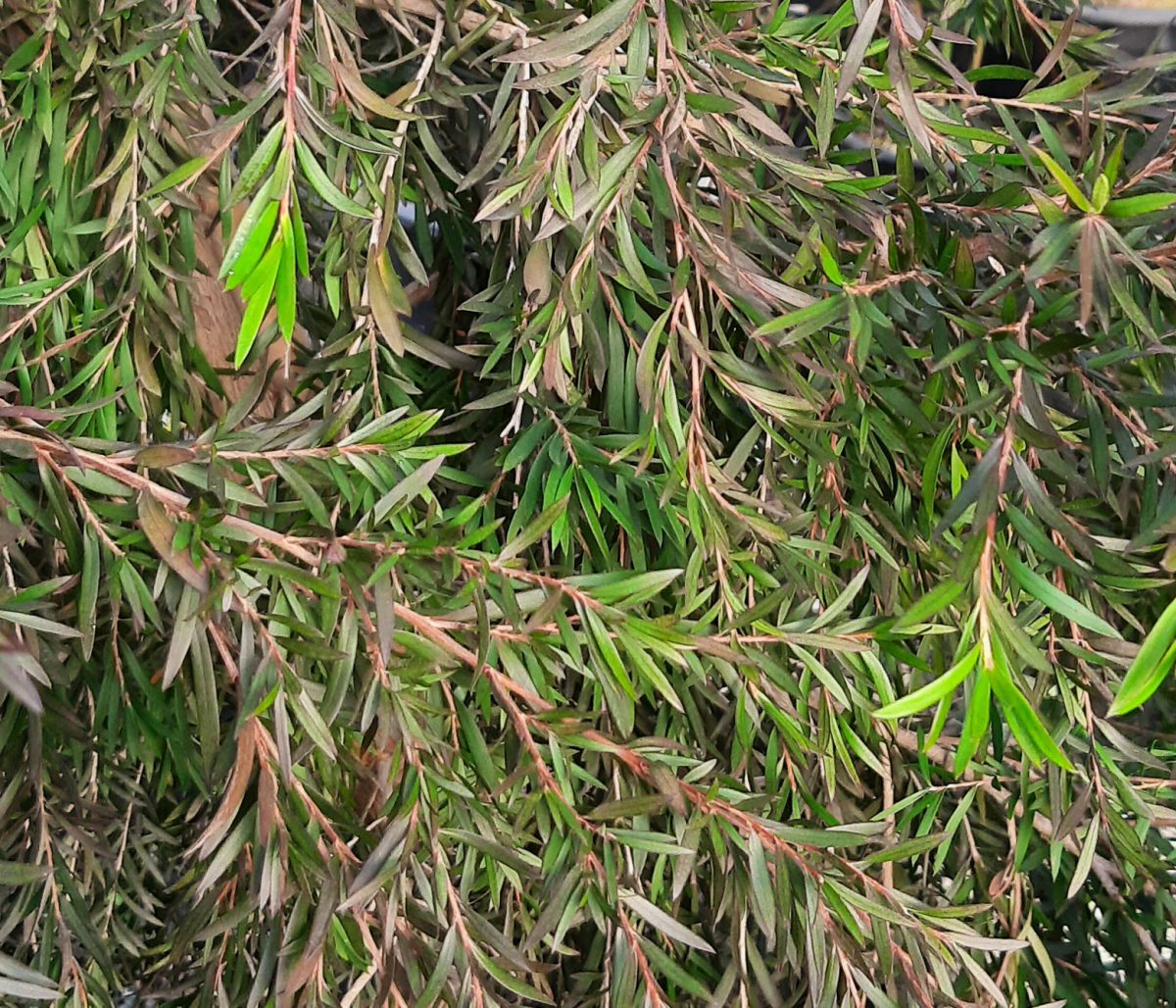 Leptospermum Dark Shadows a