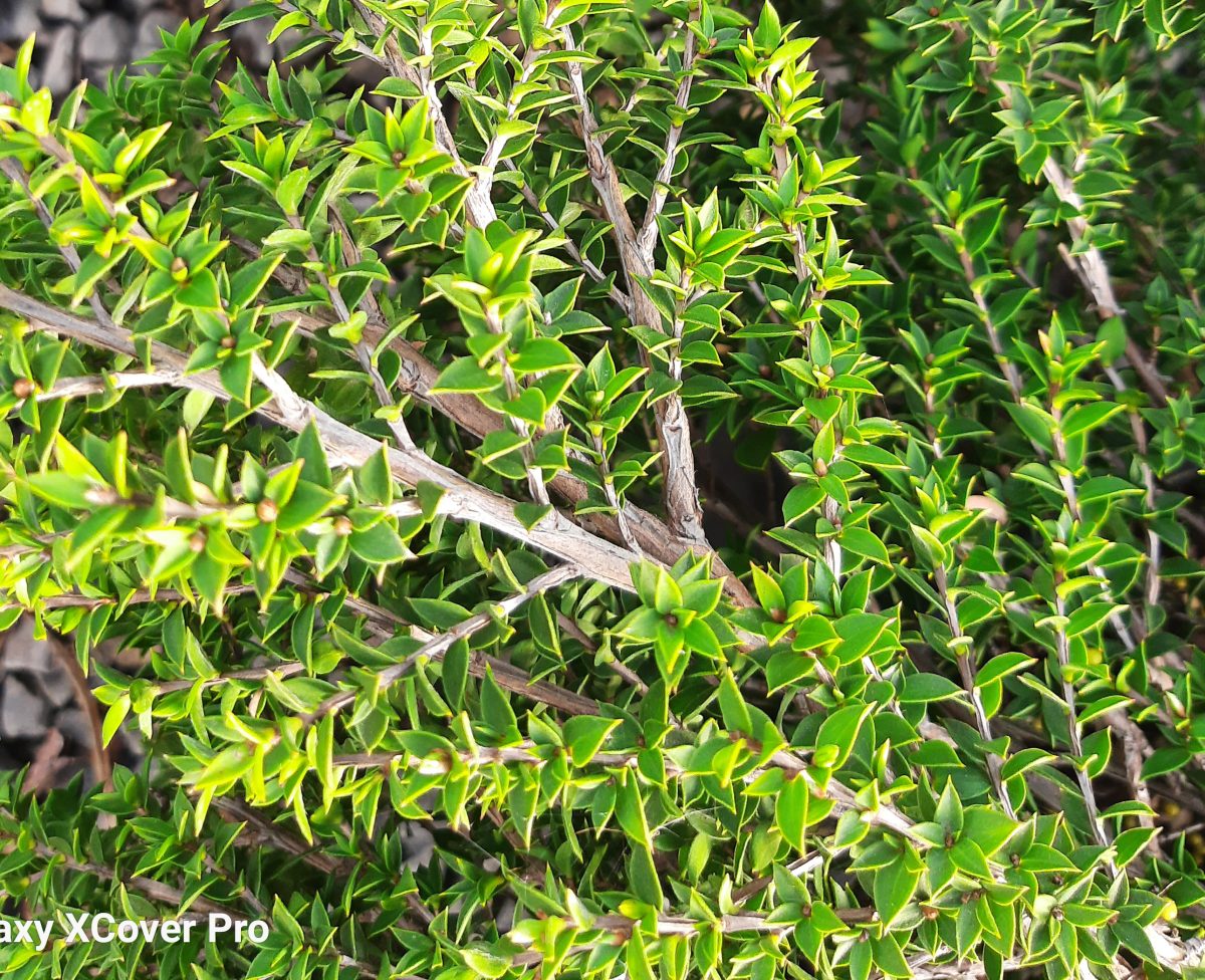 Leptospermum continentale Horizontalis a scaled