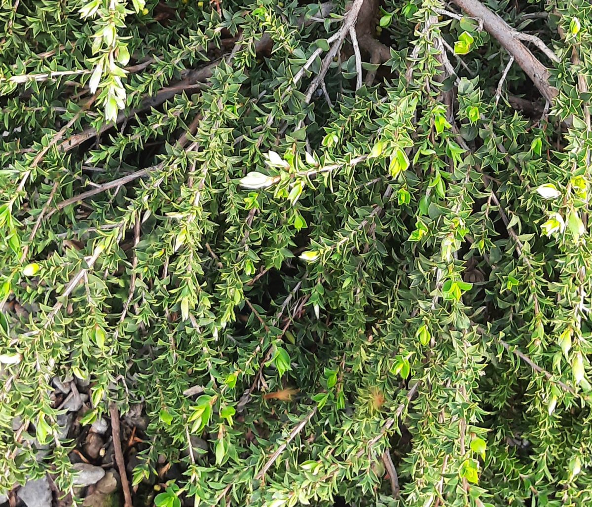 Leptospermum continentale Horizontalis b