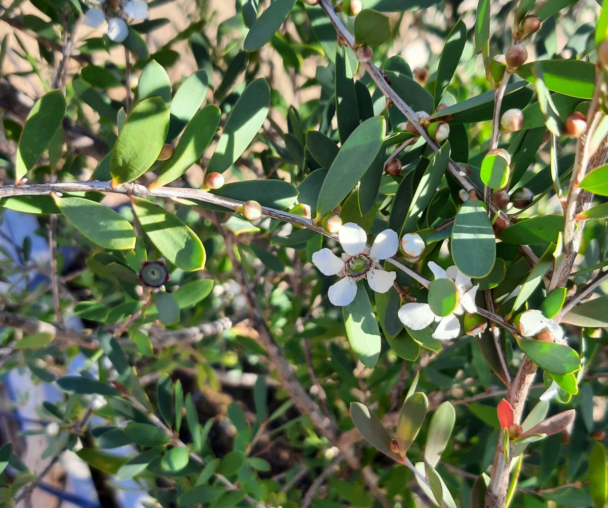 Leptospermum laevigatum a