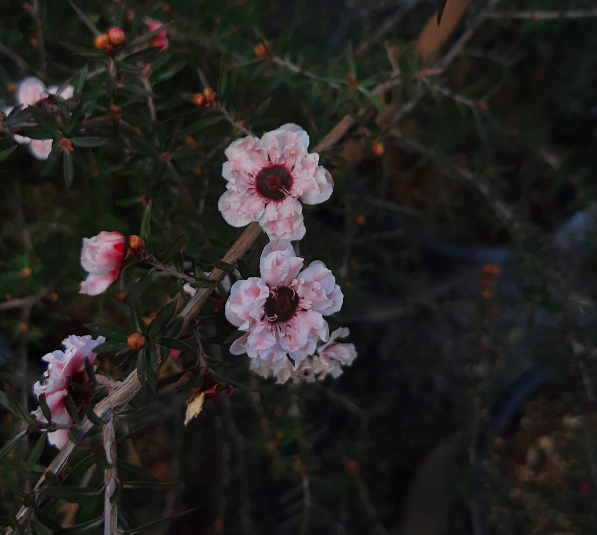 Leptospermum scoparium Apple Blossom a