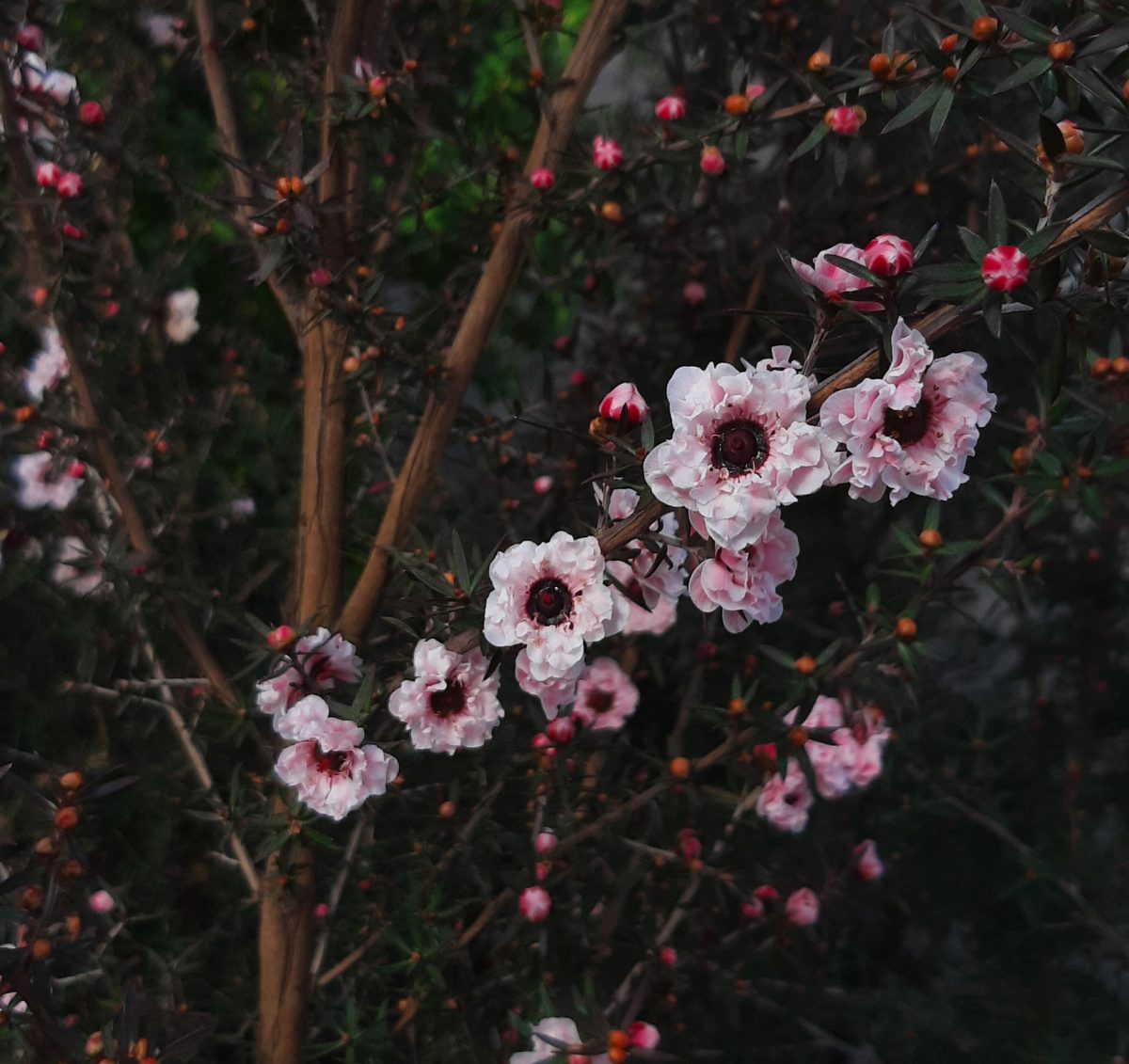 Leptospermum scoparium Apple Blossom b