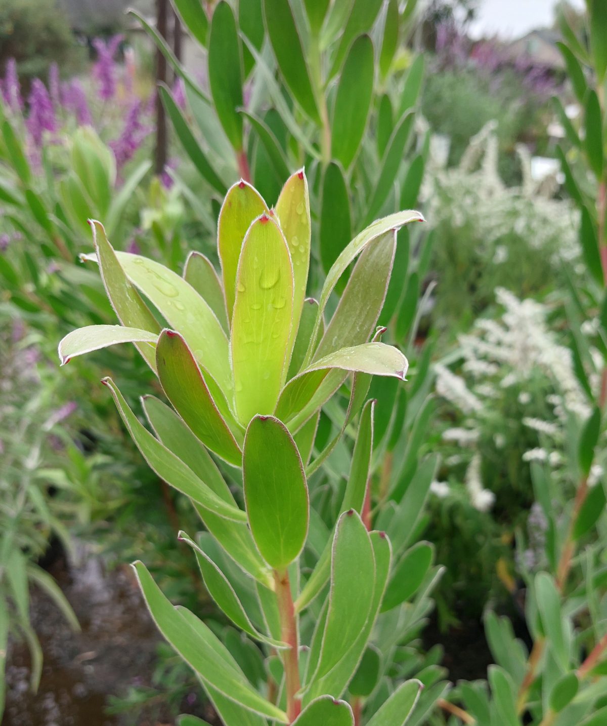 Leucadendron Safari Goldstrike a scaled