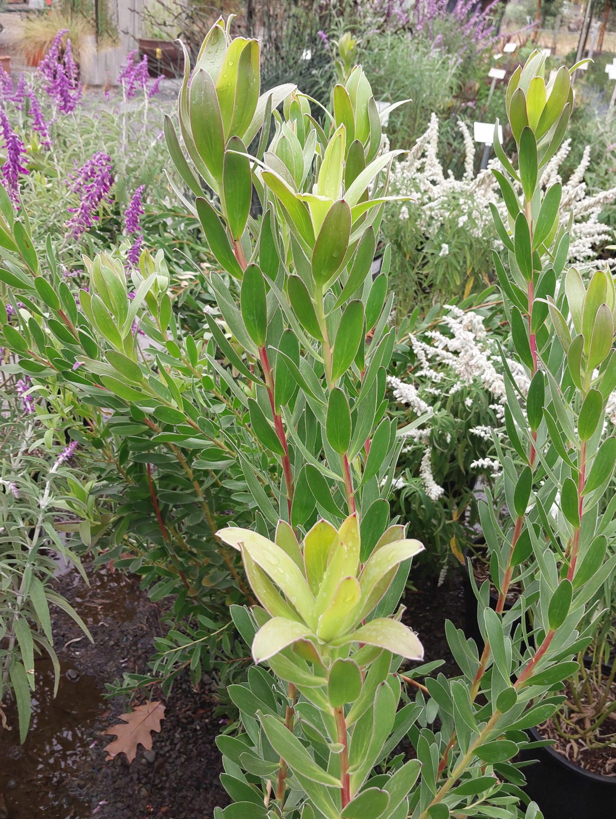 Leucadendron Safari Goldstrike b scaled