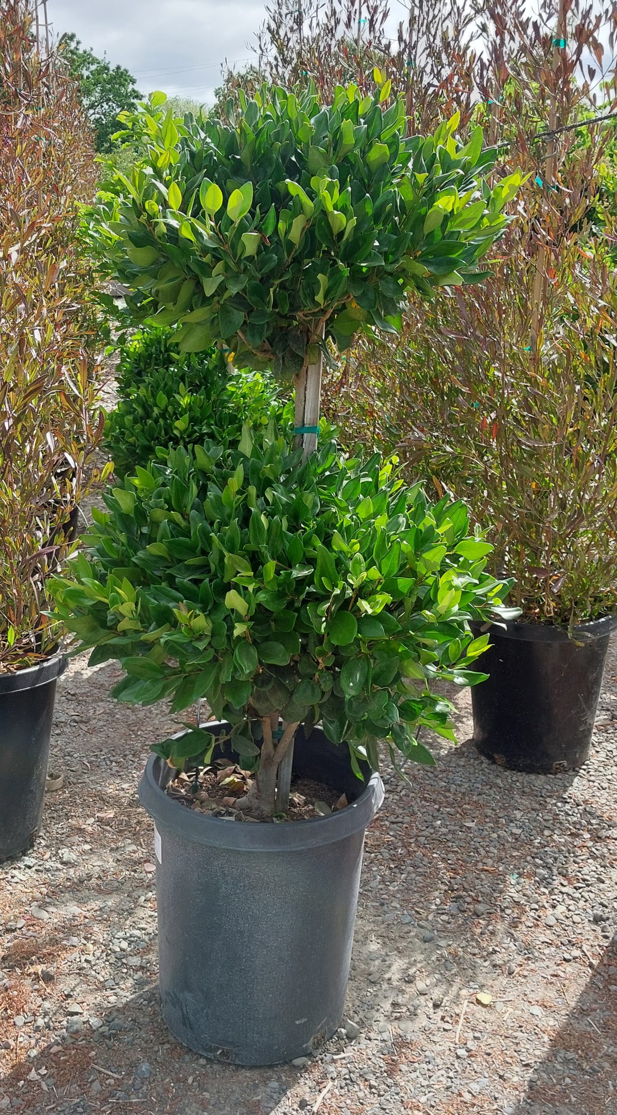 Ligustrum japonicum Texanum 2 TIER a scaled