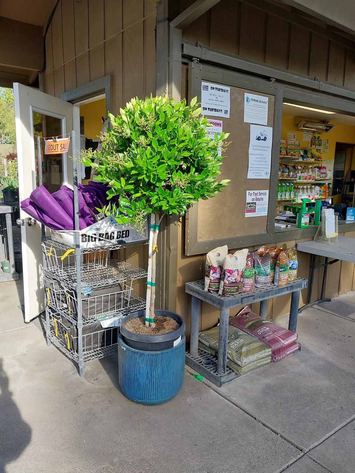 Ligustrum japonicum Texanum PATIO a scaled