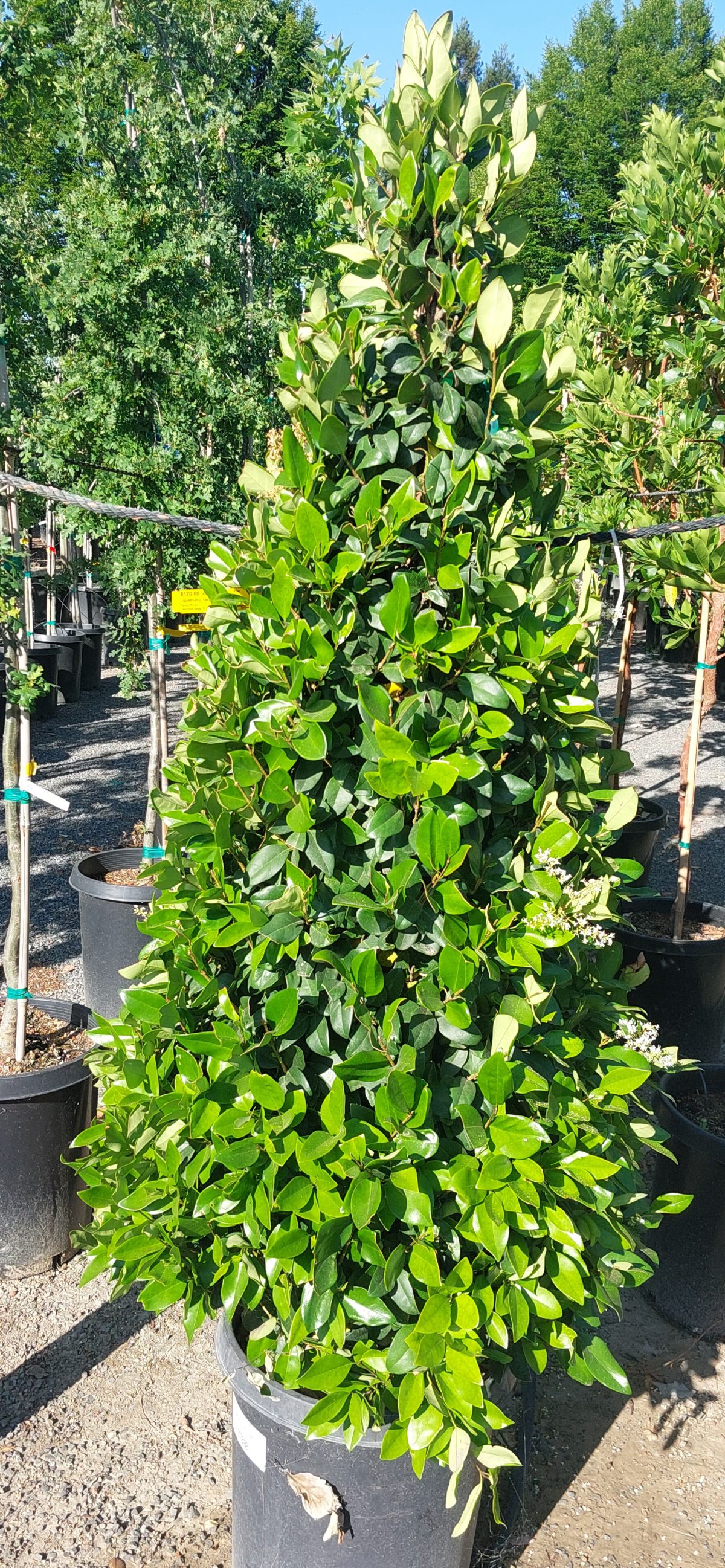 Ligustrum japonicum Texanum PYRAMID a scaled