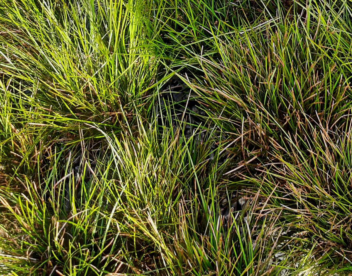 Lomandra confertifolia Finescape a