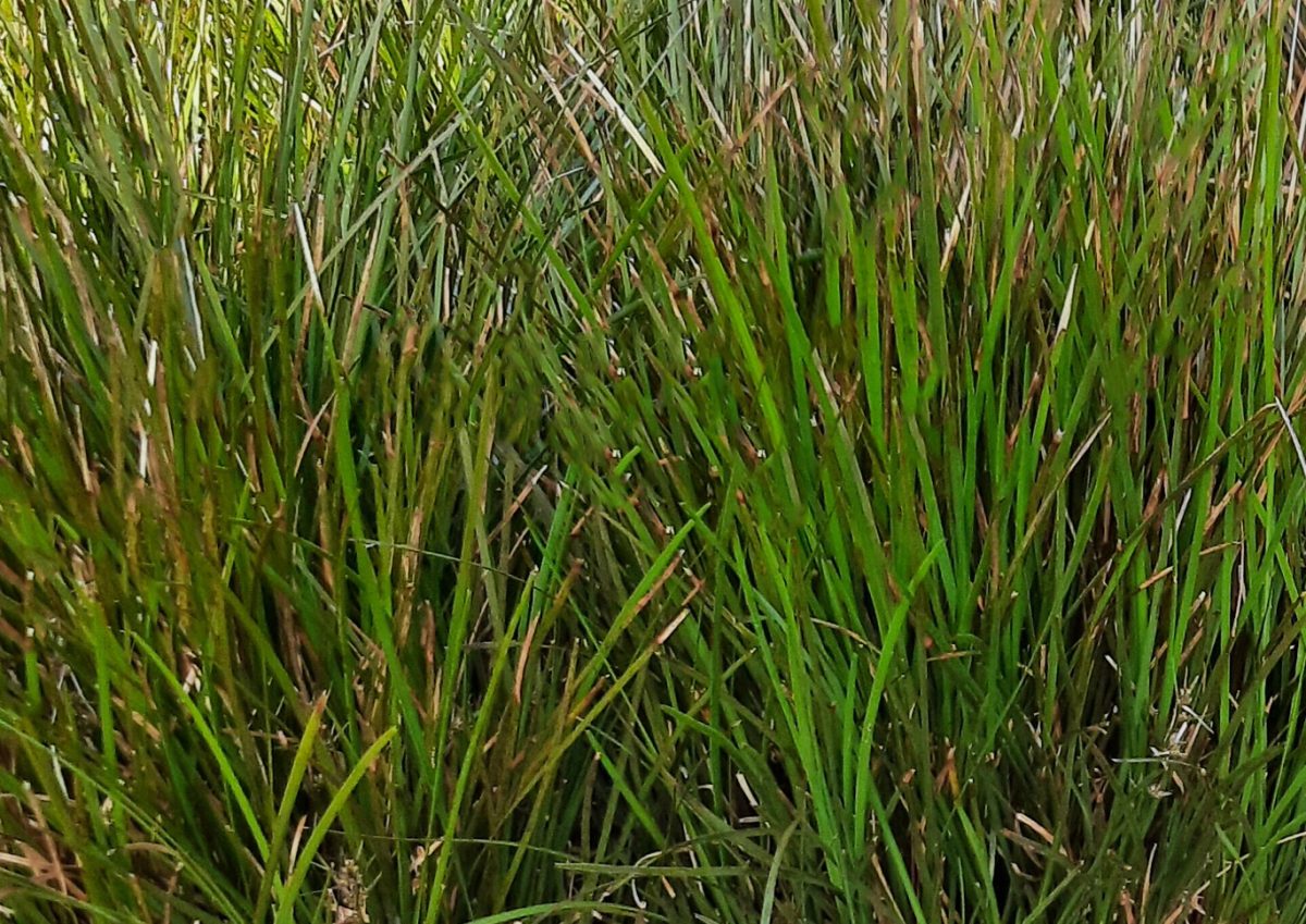 Lomandra confertifolia Finescape b