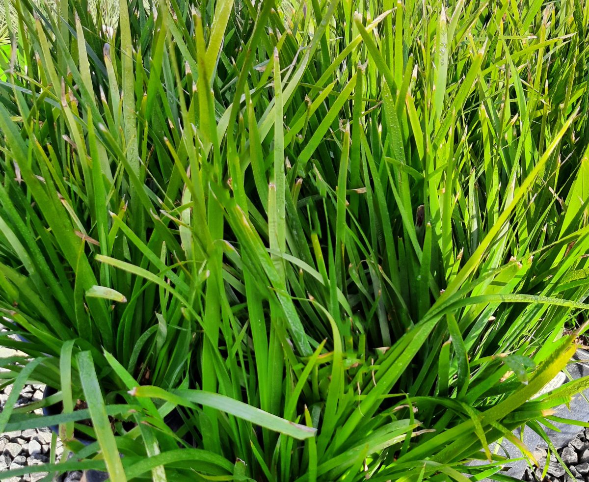 Lomandra hystrix Tropicbelle a scaled