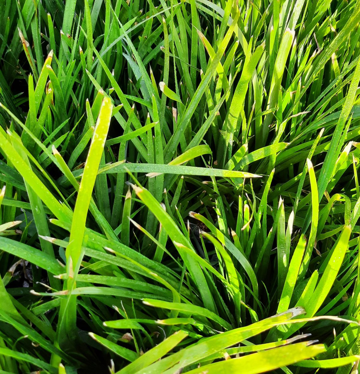 Lomandra hystrix Tropicbelle b