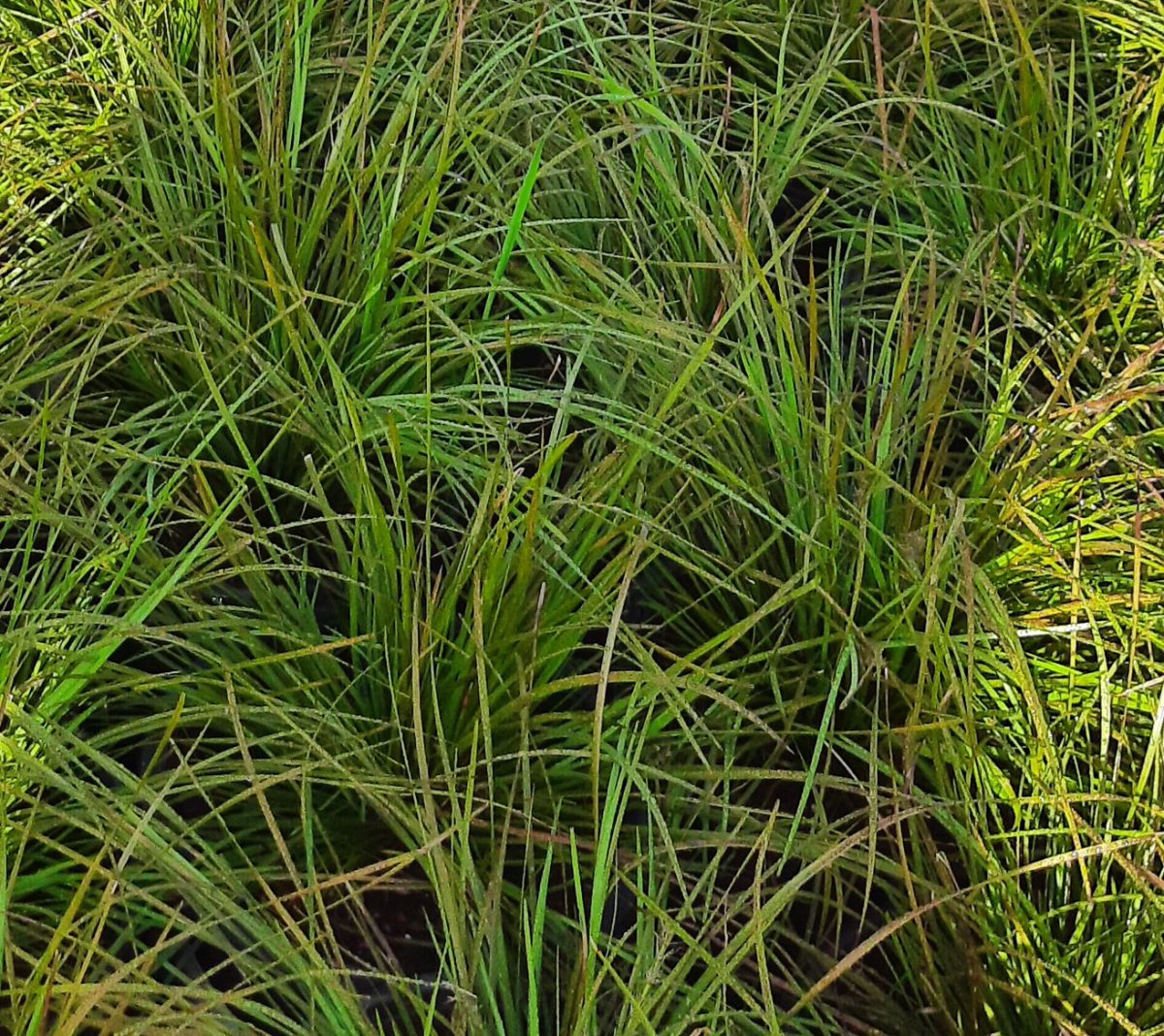 Lomandra longifolia Breeze a