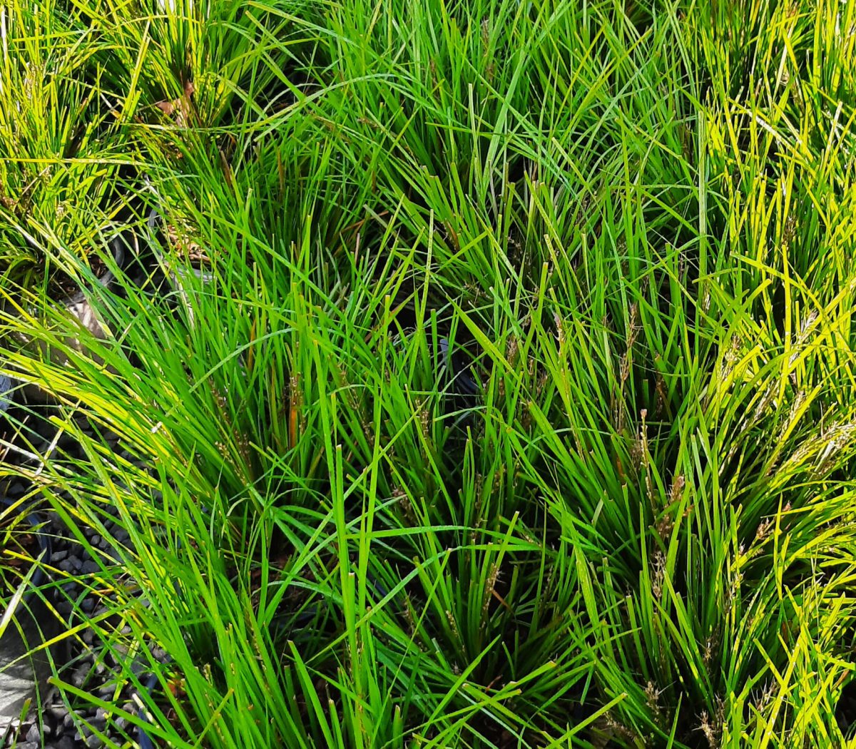 Lomandra longifolia Breeze b