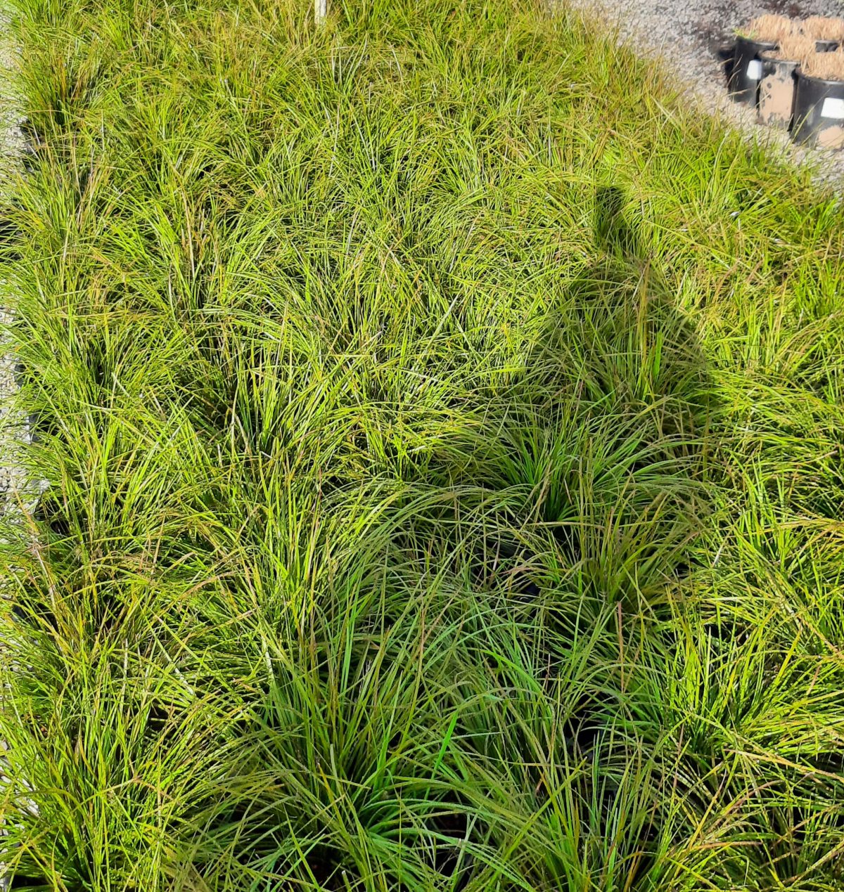 Lomandra longifolia Breeze c