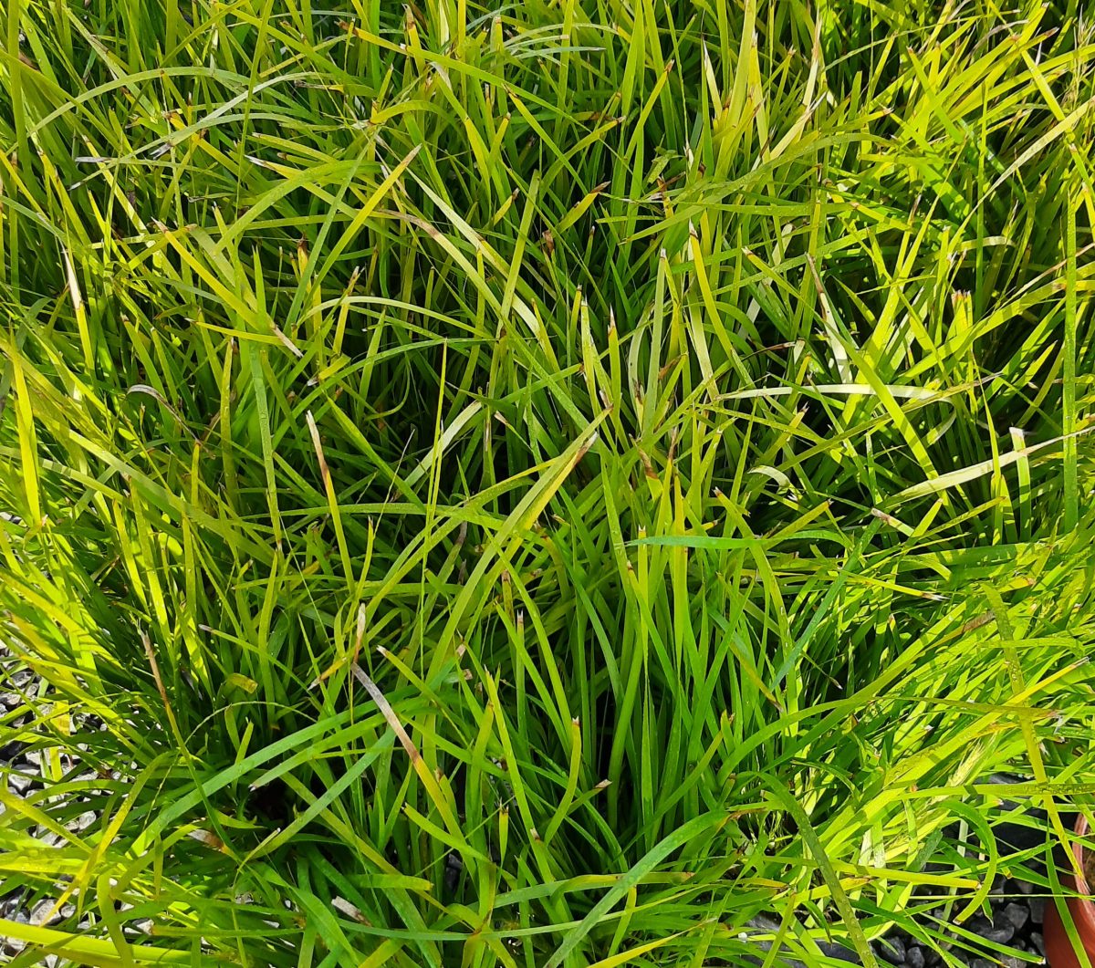 Lomandra longifolia Katrinas Deluxe a