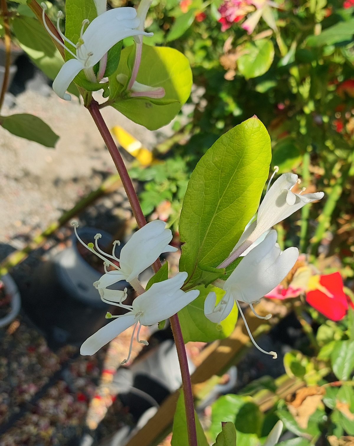 Lonicera japonica Halliana BUSH a scaled