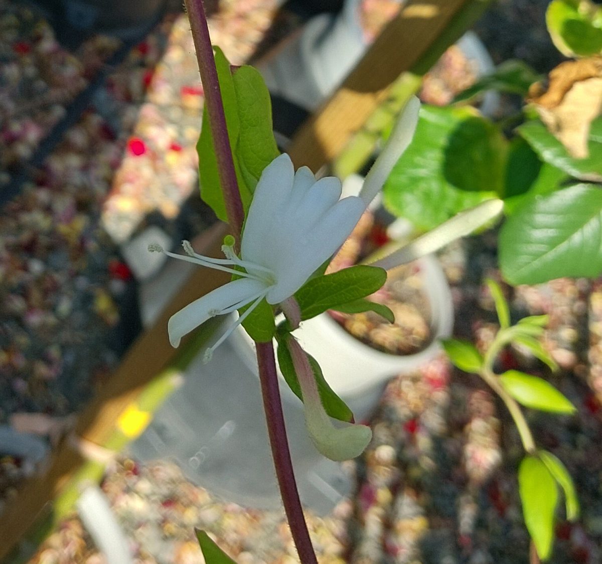 Lonicera japonica Halliana TRELLIS a