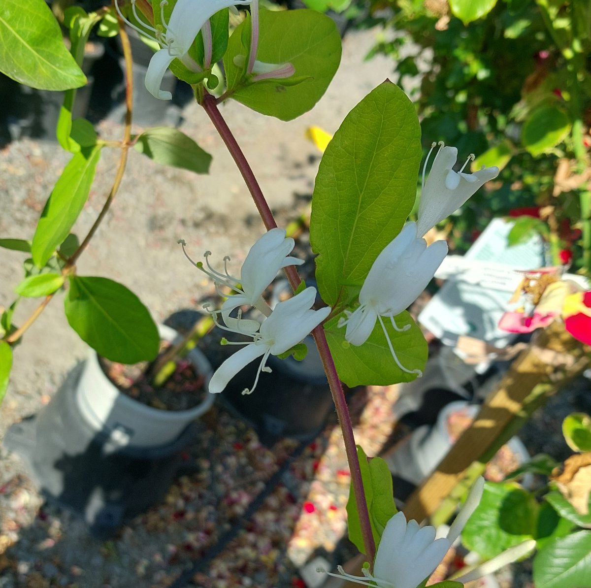 Lonicera japonica Halliana a