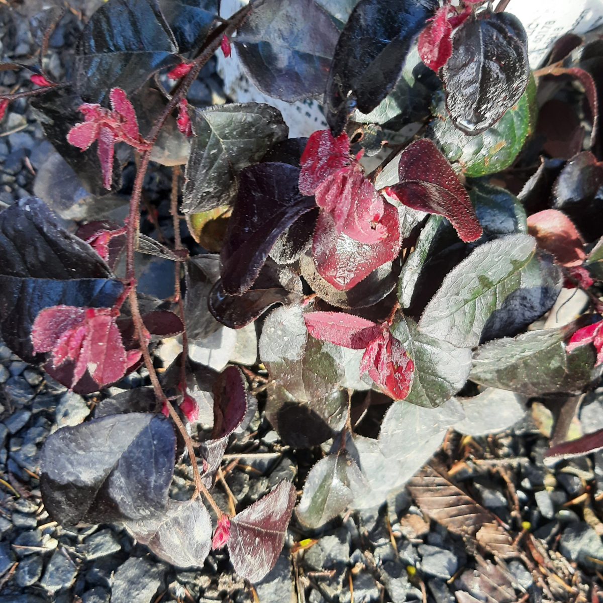 Loropetalum chinense Jazz Hands Bold a