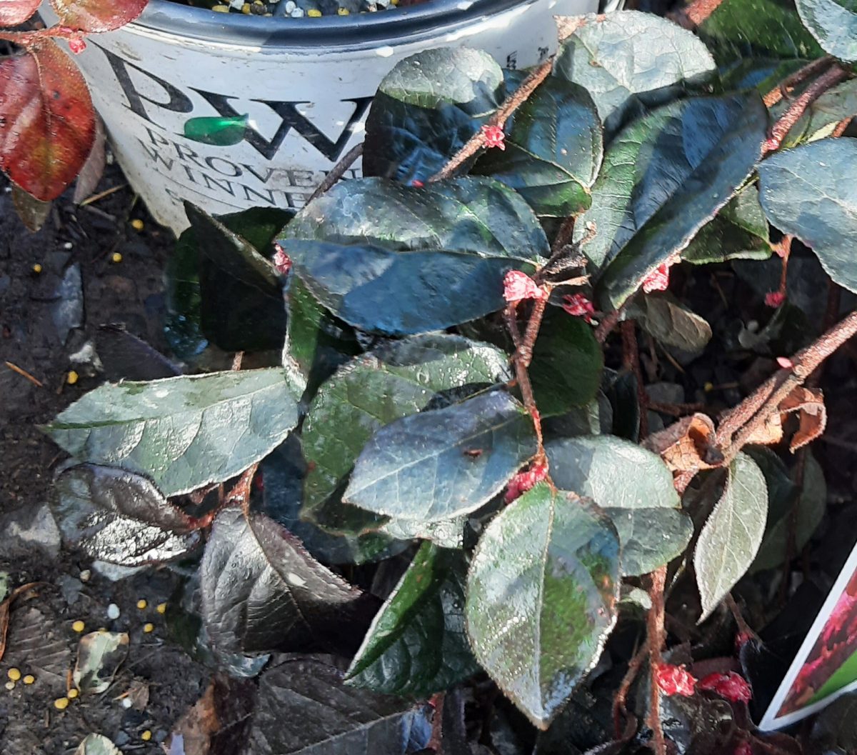 Loropetalum chinense Jazz Hands Bold b