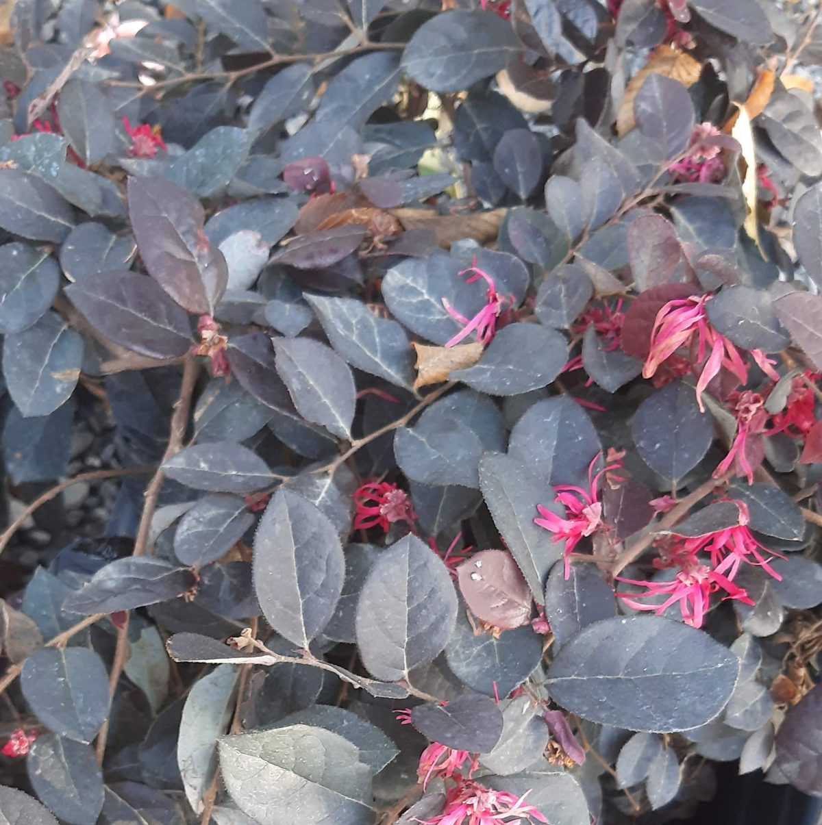 Loropetalum chinense Purple Majesty TRELLIS