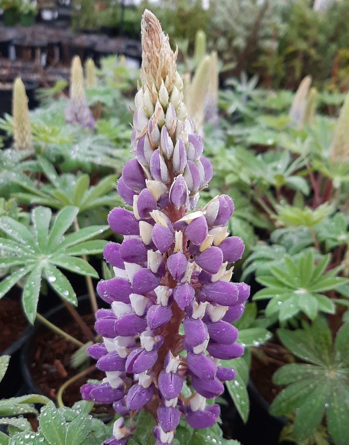 Lupinus Staircase Blue a scaled